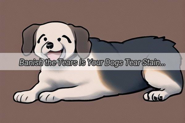 Banish the Tears Is Your Dogs Tear Stain Problem Easily Solvable